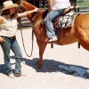 Horse Peeing