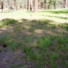 Snake in the Grass