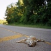 Dead Coyote
