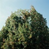 Gardener in Tree, La Cumbre Dr.