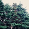 Lit Trees