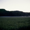 Low Fog in Pasture