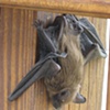 Porch bat