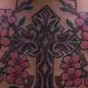 cherry blossom 