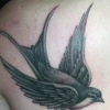 Swallow