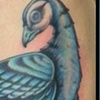 blue peacock