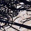'SURGE' WOODCUTS 2009