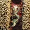 Sarlacc Pit Mighty Mugg
