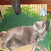Kitty Island