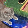Kitty Island