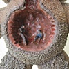 Sarlacc Pit