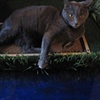 Kitty Island