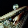 Pearls