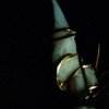 Gold Wire