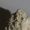 maggots / chinches