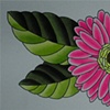 Gerber Daisy