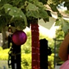 sexy trees make happy guests