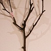 Ys: articulated/ natural/ reflected (detail)