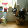 (domestic shot)