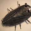 Cicada bug