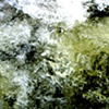 Gee's Bend river 5