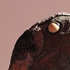 Mewl (detail)