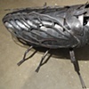 Cicada bug