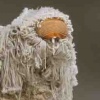 Carnival Sheep