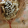 Insect Stories