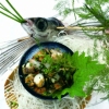 flying fish