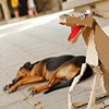 Sharo the Cardboard Dog