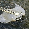 Stingray Lutes