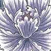 peony with poppies tattoo painting