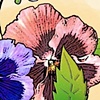 pansies 
