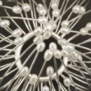 Blossom Brooch I