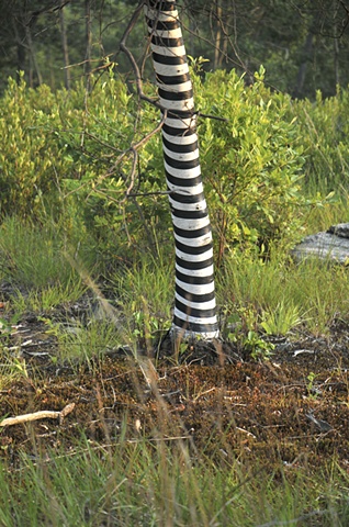 Birch in Sripes