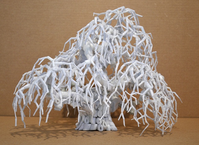 Camperdown Elm