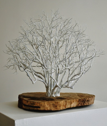 American Hornbeam