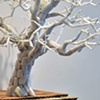 London Plane