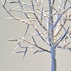 Silver Linden