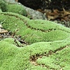 Mossway
