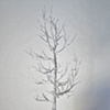 Sweetgum