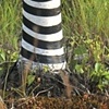 Birch in Sripes