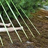 TreeGuard