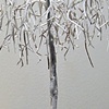 Weeping Cherry
