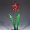 Red Orchid Flowers