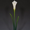 White Calla Lilly Flowers