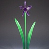 Purple Orchid Flowers