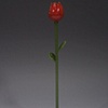Red Rose Flowers