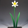 White Daffodil Flowers